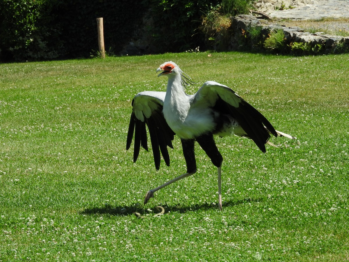 Donjons Des Aigles 06/2019