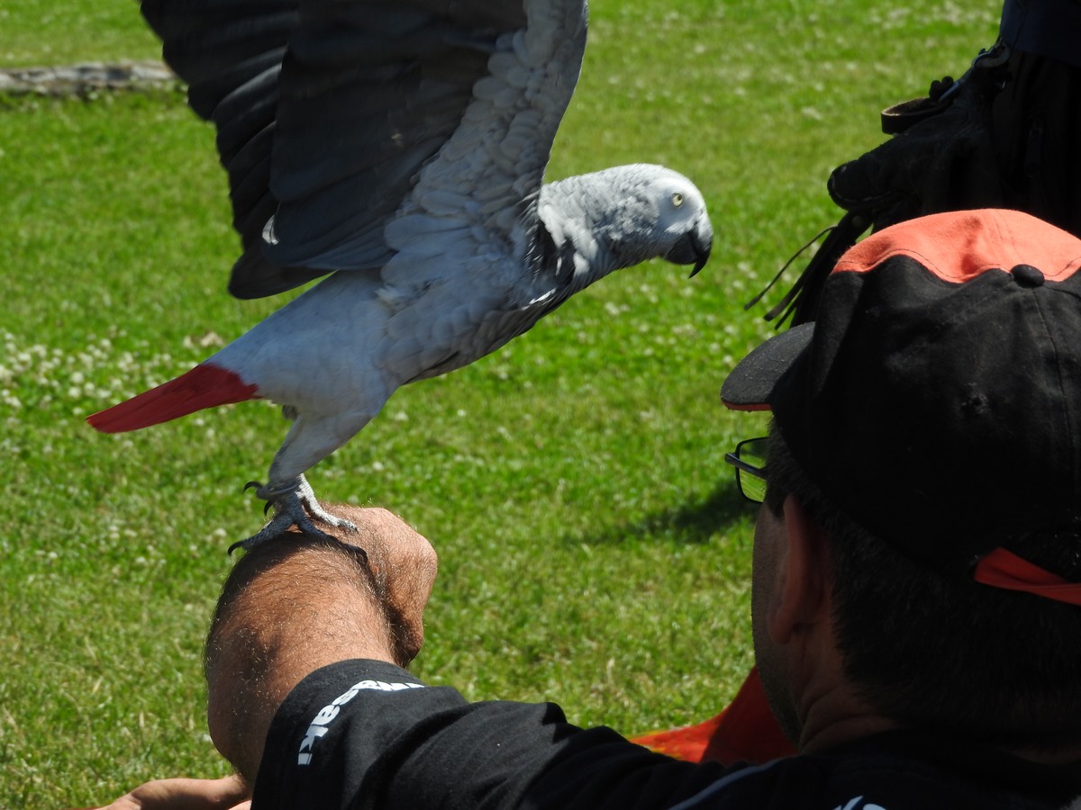 Donjons Des Aigles 06/2019