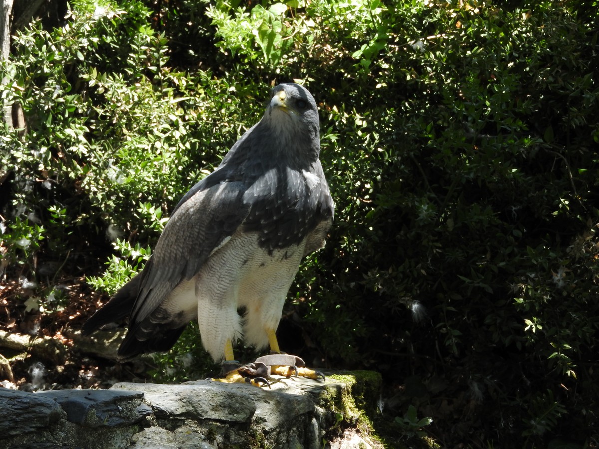 Donjons Des Aigles 06/2019