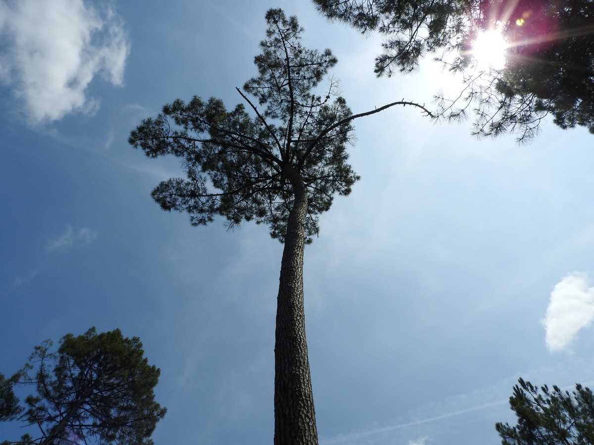  Marquèze/Sabre 07/2019